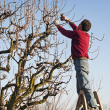 Corrective Pruning | Great Northern Regreenery